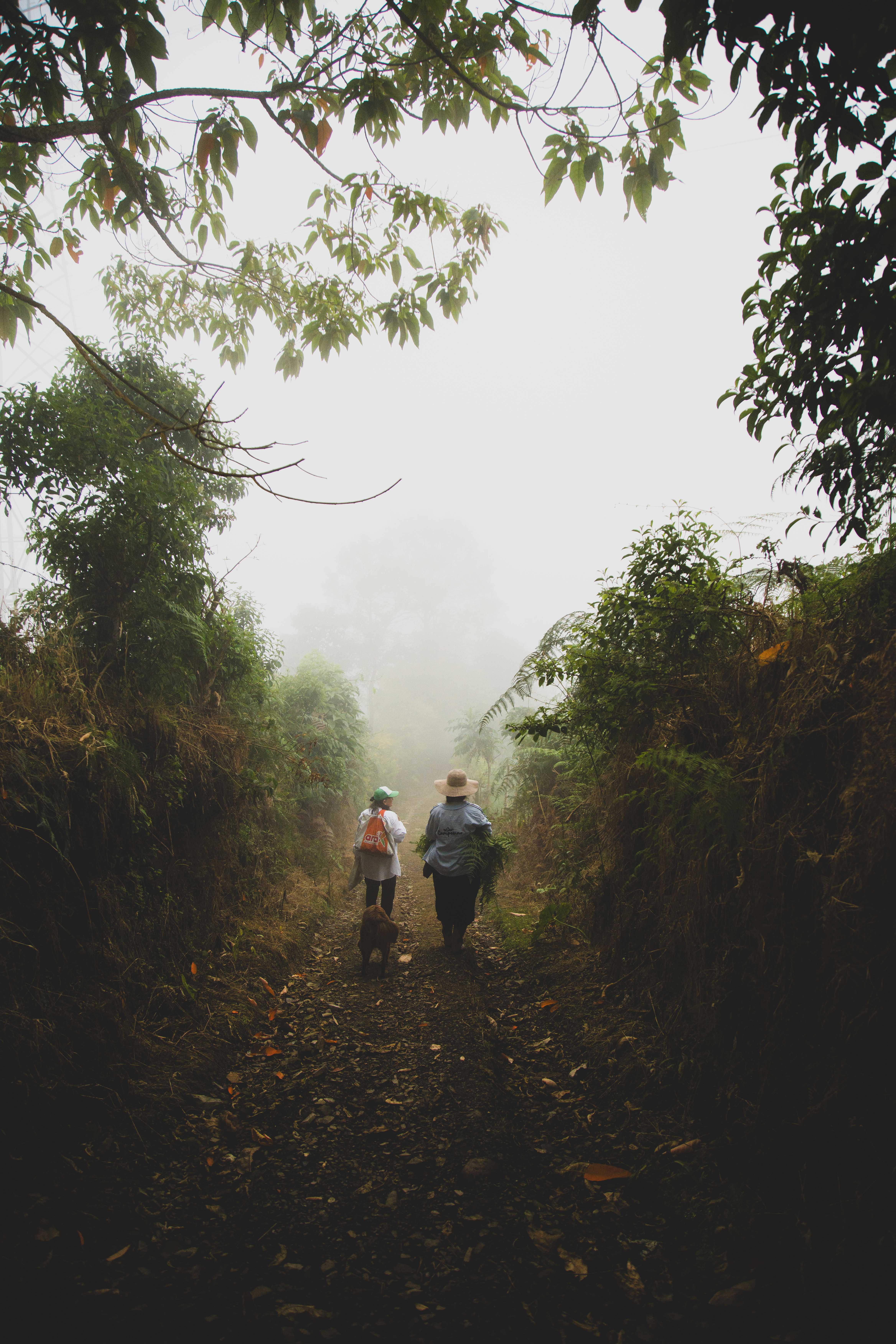 Dos personas y un perro caminan por un sendero de montaña cubierto de niebla.
