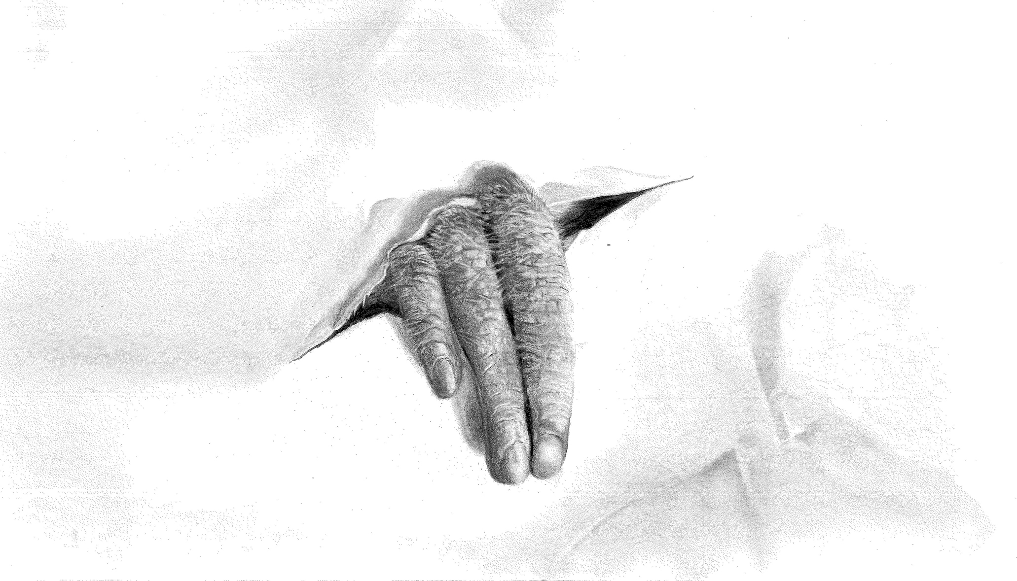 De la palma al Carbón - Detalle 1