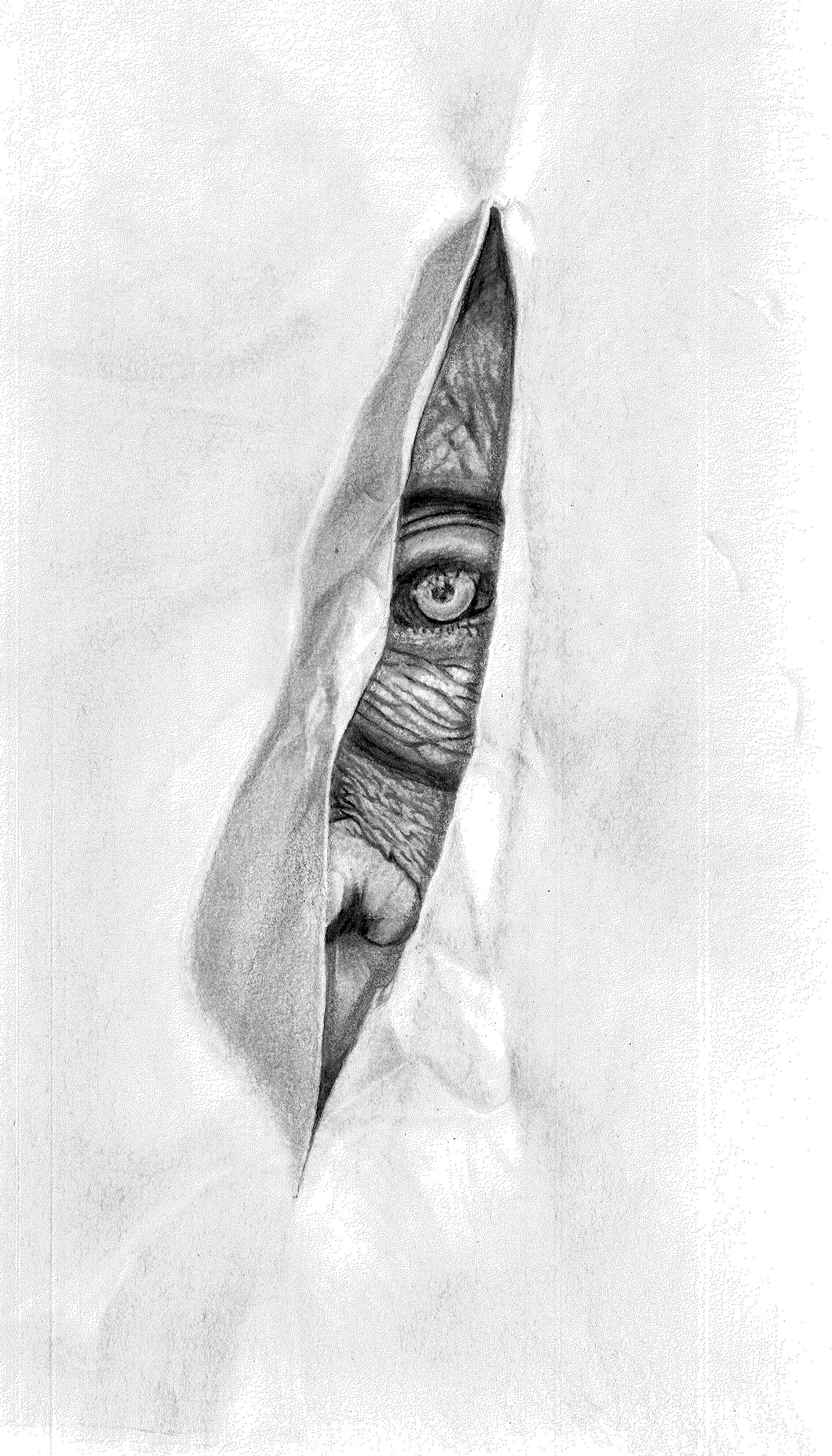 De la palma al Carbón