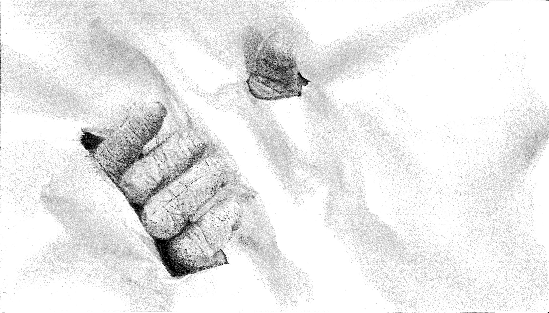 De la palma al Carbón - Detalle 3