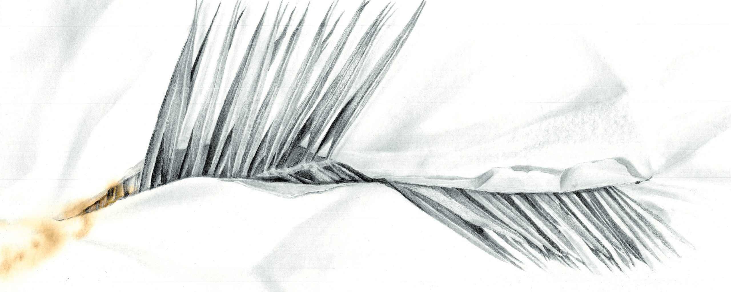 De la palma al Carbón - Detalle 4