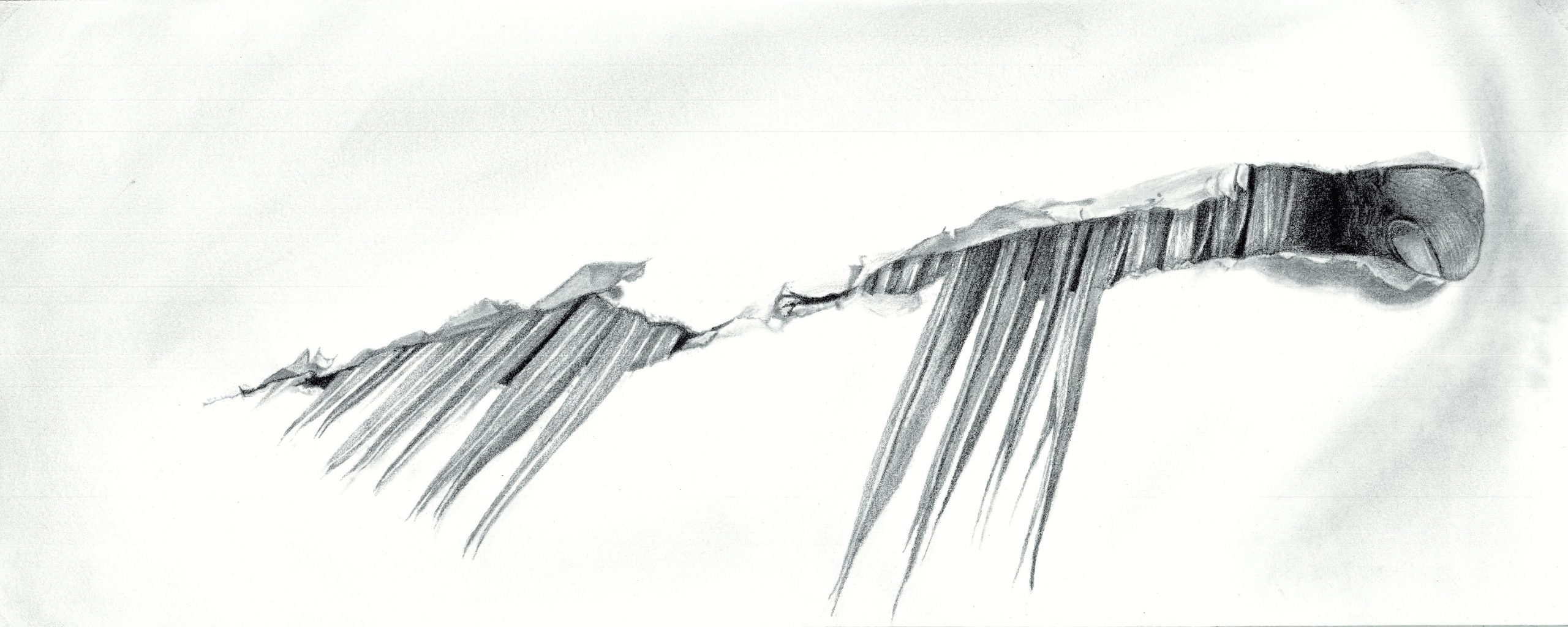 De la palma al Carbón - Detalle 5