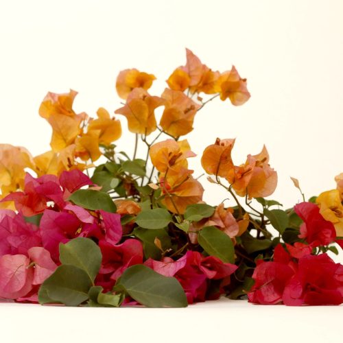 Luis Eduardo Vargas Alba 16